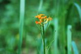 Erysimum croceum