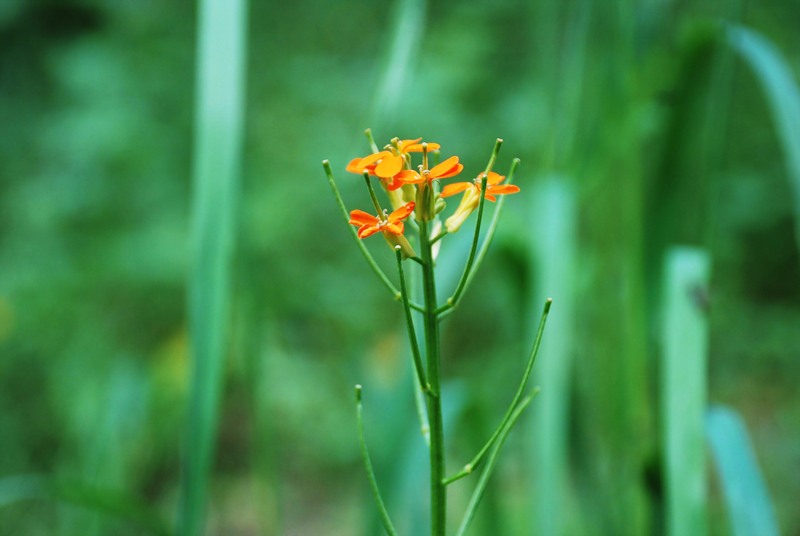 Изображение особи Erysimum croceum.