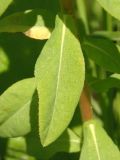 Image of taxon representative. Author is Сергей Одинец