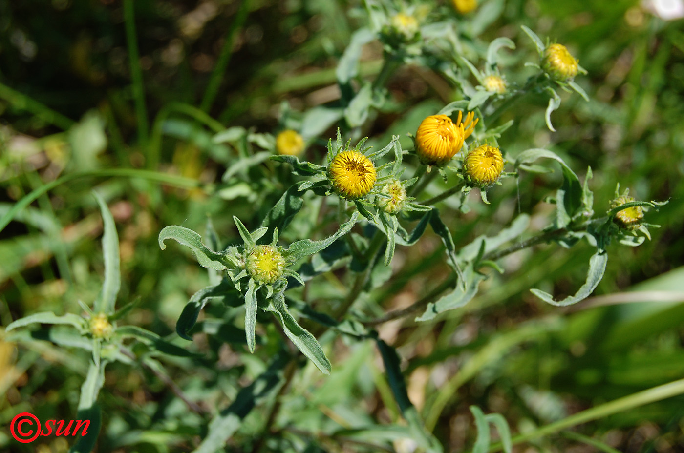 Image of Inula salicina specimen.
