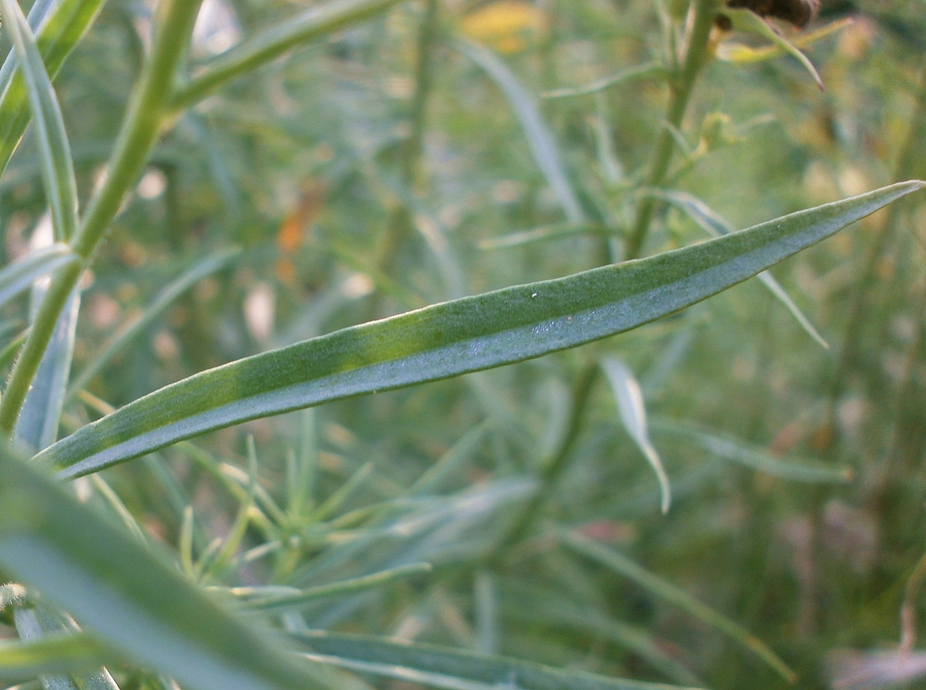 Изображение особи Linaria vulgaris.