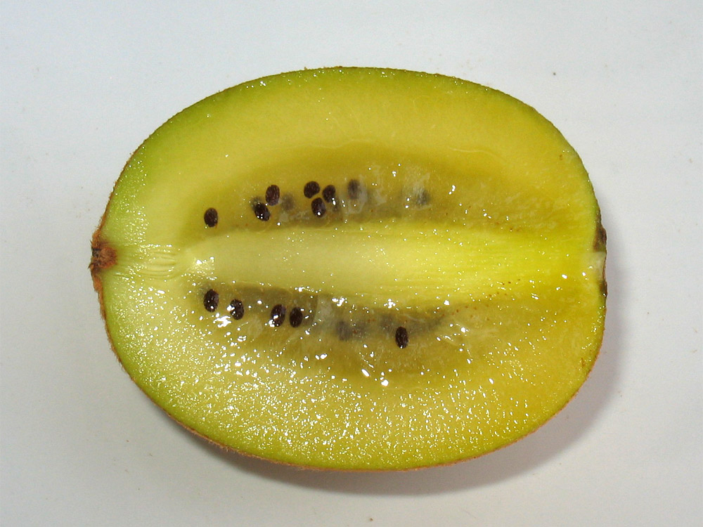 Изображение особи Actinidia chinensis.