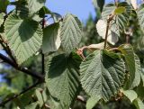 Viburnum carlesii. Листья. Германия, г. Дюссельдорф, Ботанический сад университета. 03.07.2014.