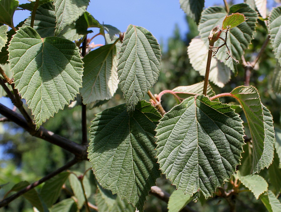 Image of Viburnum carlesii specimen.