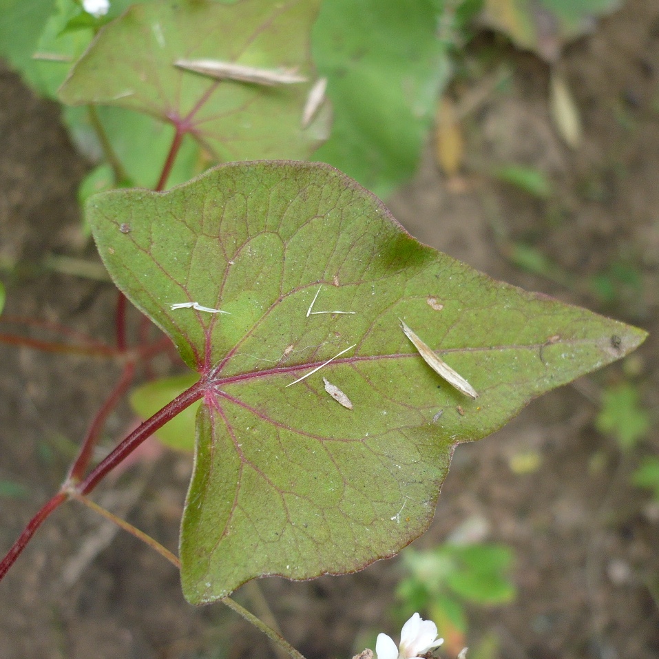 Image of Fagopyrum esculentum specimen.