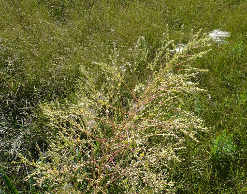 Image of Axyris amaranthoides specimen.