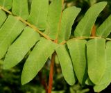 Osmunda regalis