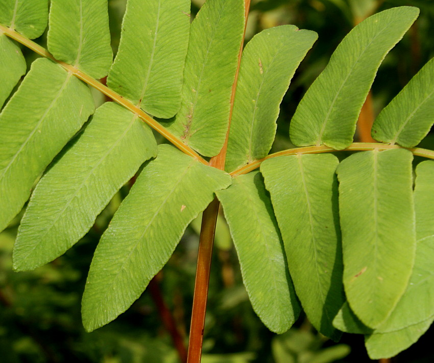 Image of Osmunda regalis specimen.