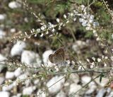 Astragalus melilotoides. Соцветия с кормящейся бабочкой. Бурятия, окр. г. Гусиноозерск, насыпь вдоль Гусиного озера. 13.07.2014.