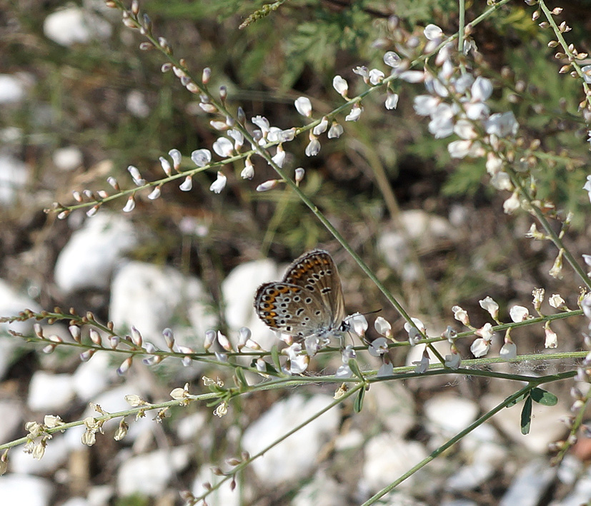 Image of Astragalus melilotoides specimen.