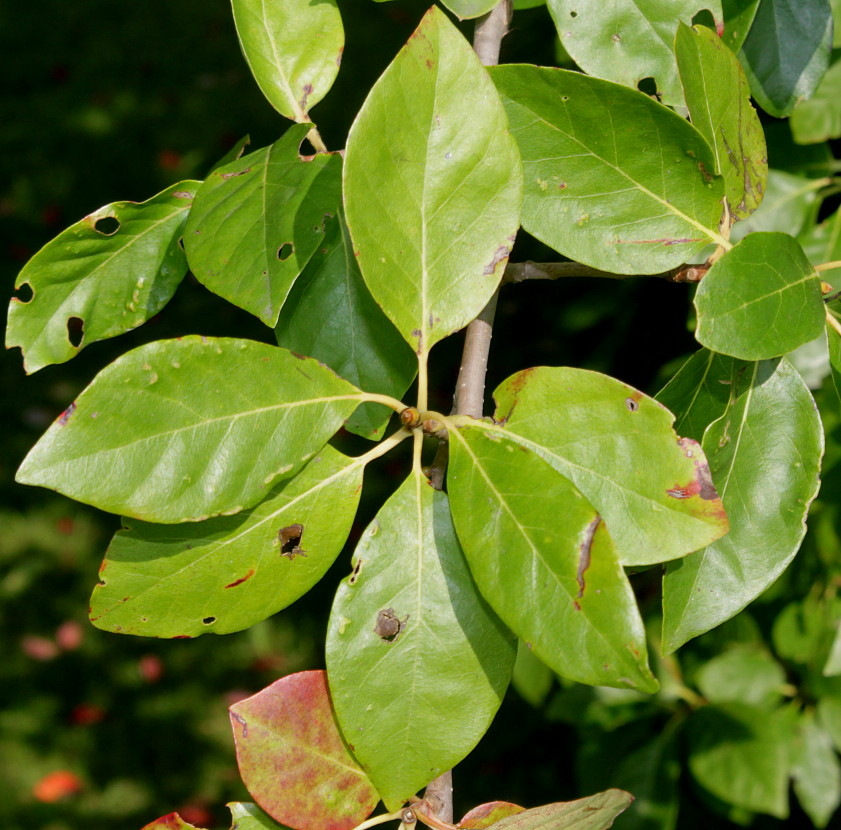 Image of Nyssa sylvatica specimen.