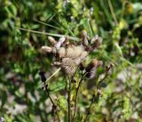 Cirsium setosum. Верхушки побегов с соплодиями. Московская обл., Раменский р-н, окр. ж.-д. платформы Хрипань, просека под ЛЭП. 22.07.2014.