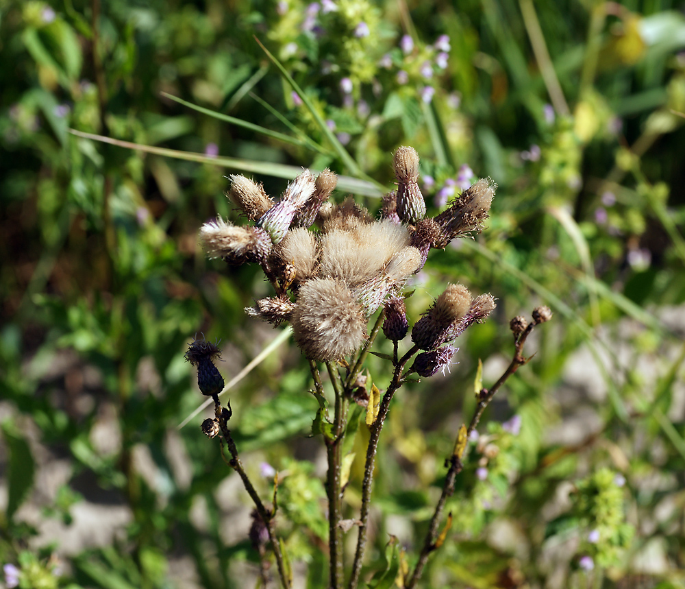 Image of Cirsium setosum specimen.