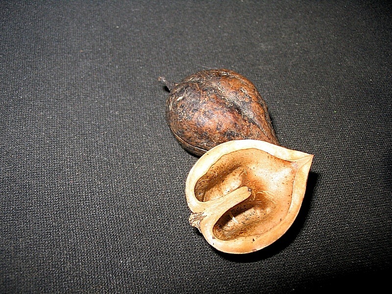 Image of Juglans ailanthifolia var. cordiformis specimen.