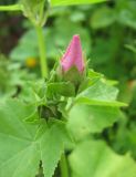 Malva trimestris