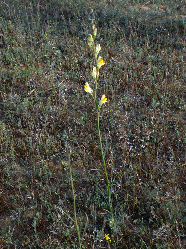 Image of Linaria incompleta specimen.