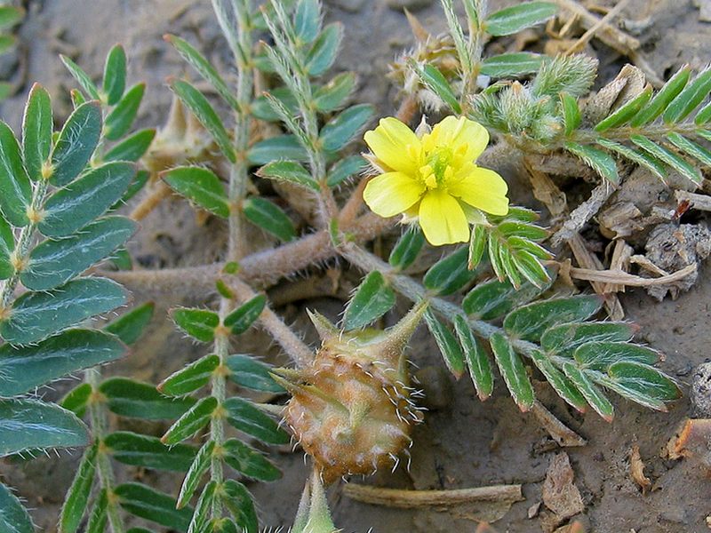 Image of Tribulus terrestris specimen.