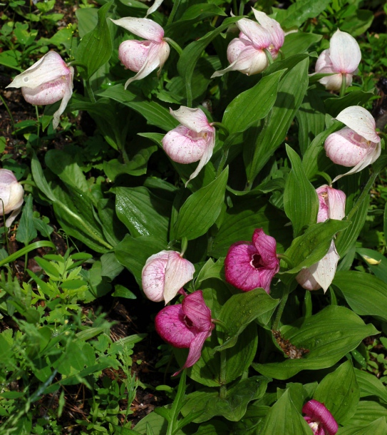 Изображение особи Cypripedium macranthos.