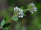 Dorycnium herbaceum. Верхушка растения с соцветиями. Краснодарский край, окр. Новороссийска, обочина дороги в урочище \"Дюрсо\" недалеко от Абрау-Дюрсо. 03.06.2009.