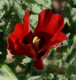 Glaucium corniculatum