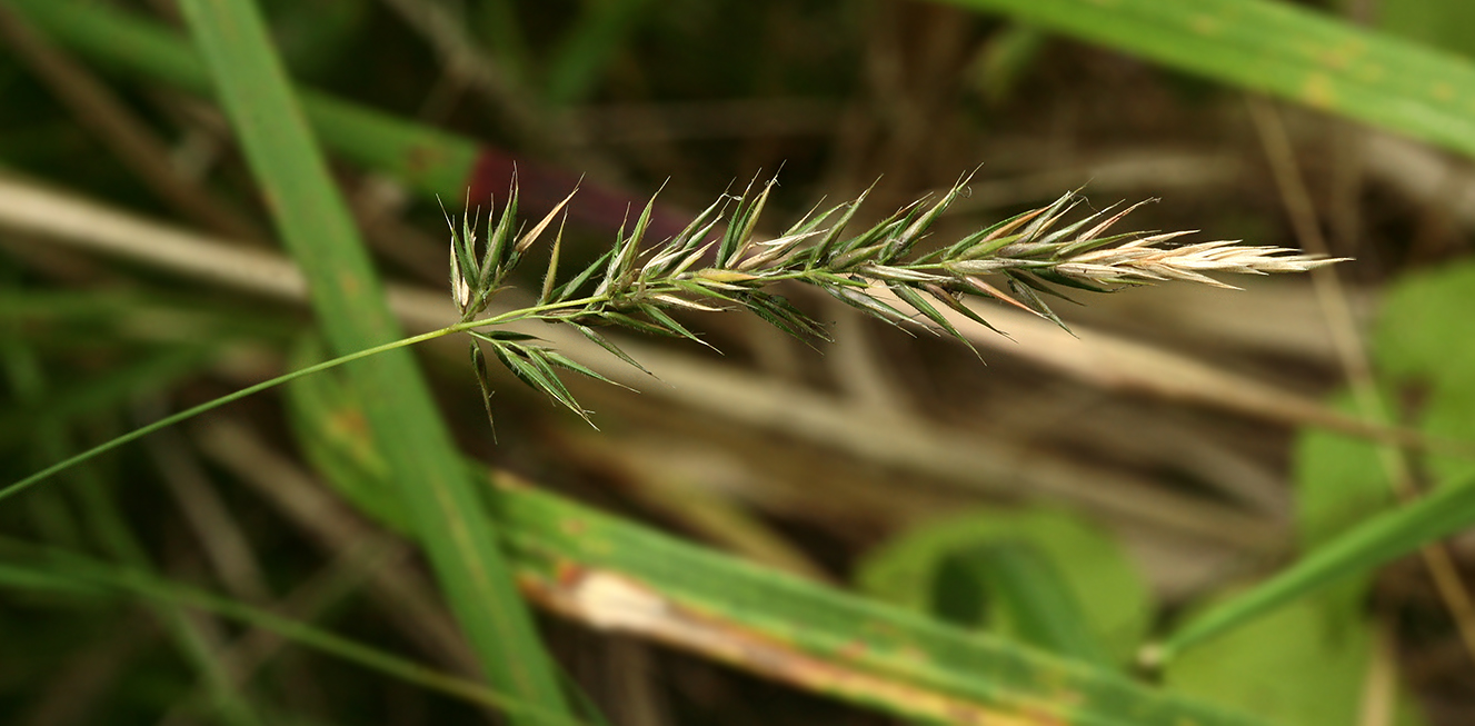 Image of Anthoxanthum odoratum specimen.