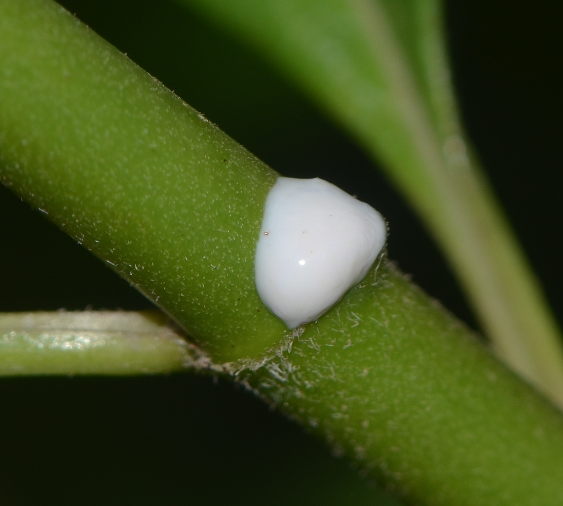 Image of Asclepias curassavica specimen.