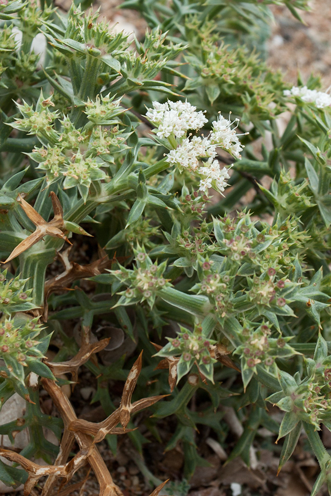 Изображение особи Echinophora spinosa.