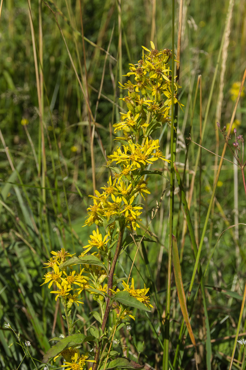 Изображение особи Solidago virgaurea.