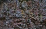 Campanula mirabilis. Растения на скальном обнажении. Абхазия, горный хребет Авадхара, ю-з скалистое обнажение. 13.09.2014.