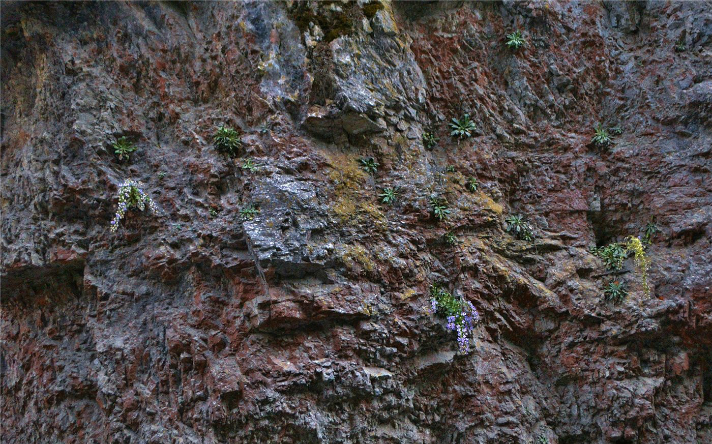 Image of Campanula mirabilis specimen.