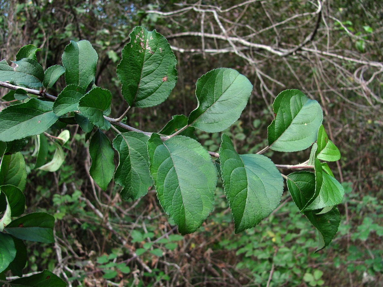 Image of Malus sylvestris specimen.