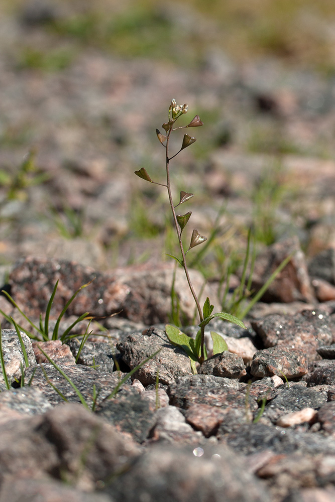 Изображение особи Capsella bursa-pastoris.