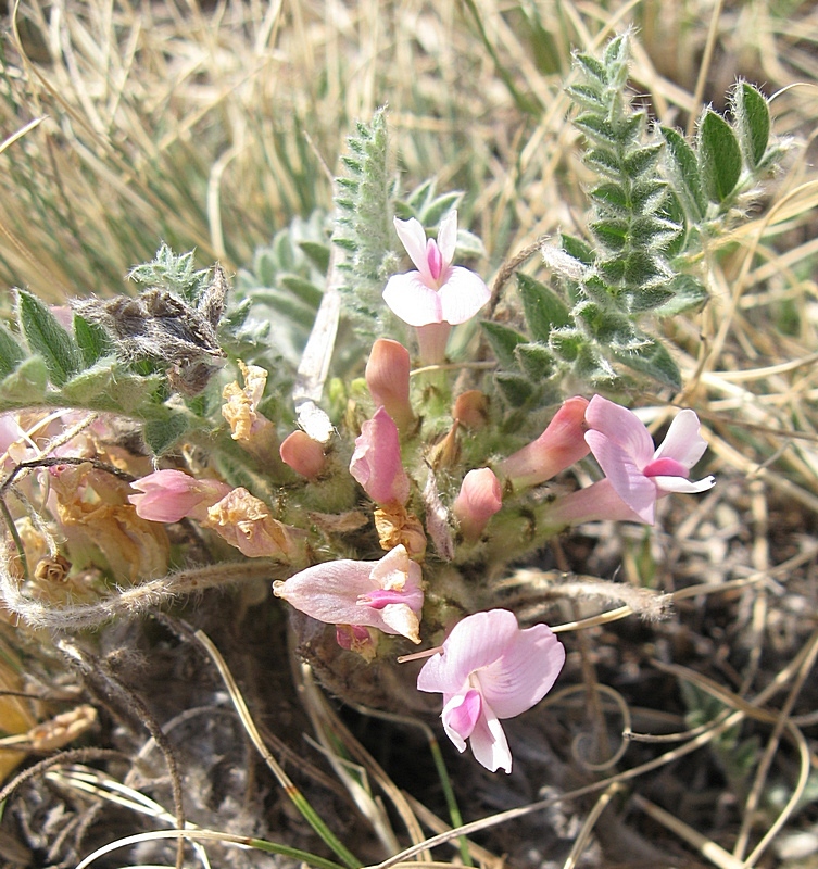 Изображение особи Astragalus testiculatus.