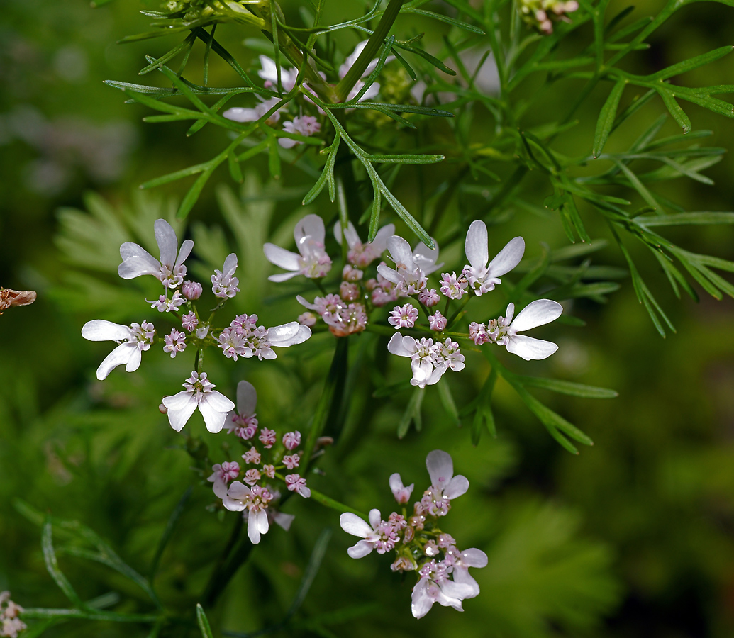 Image of Coriandrum sativum specimen.