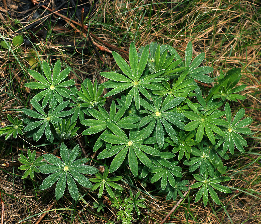 Изображение особи Lupinus &times; regalis.