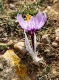 Crocus cartwrightianus