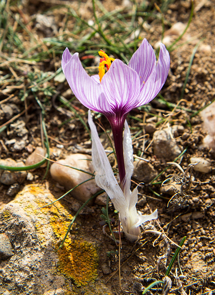 Image of Crocus cartwrightianus specimen.