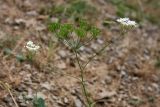 Oedibasis platycarpa