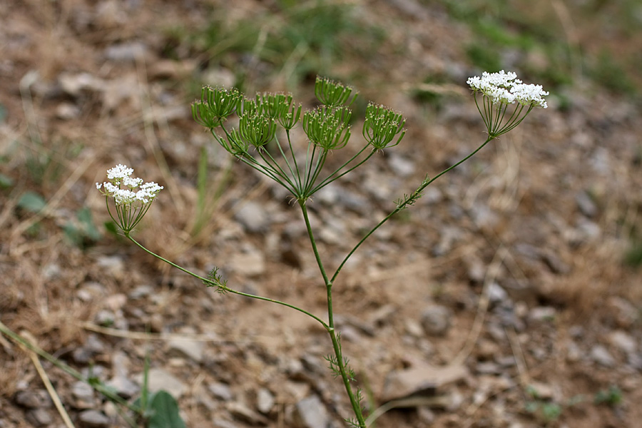 Image of Oedibasis platycarpa specimen.