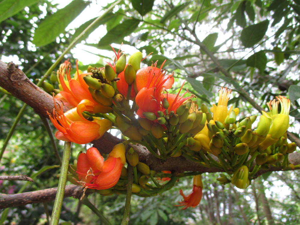 Image of Castanospermum australe specimen.