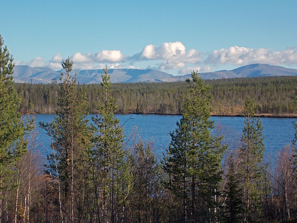 Image of Pinus friesiana specimen.