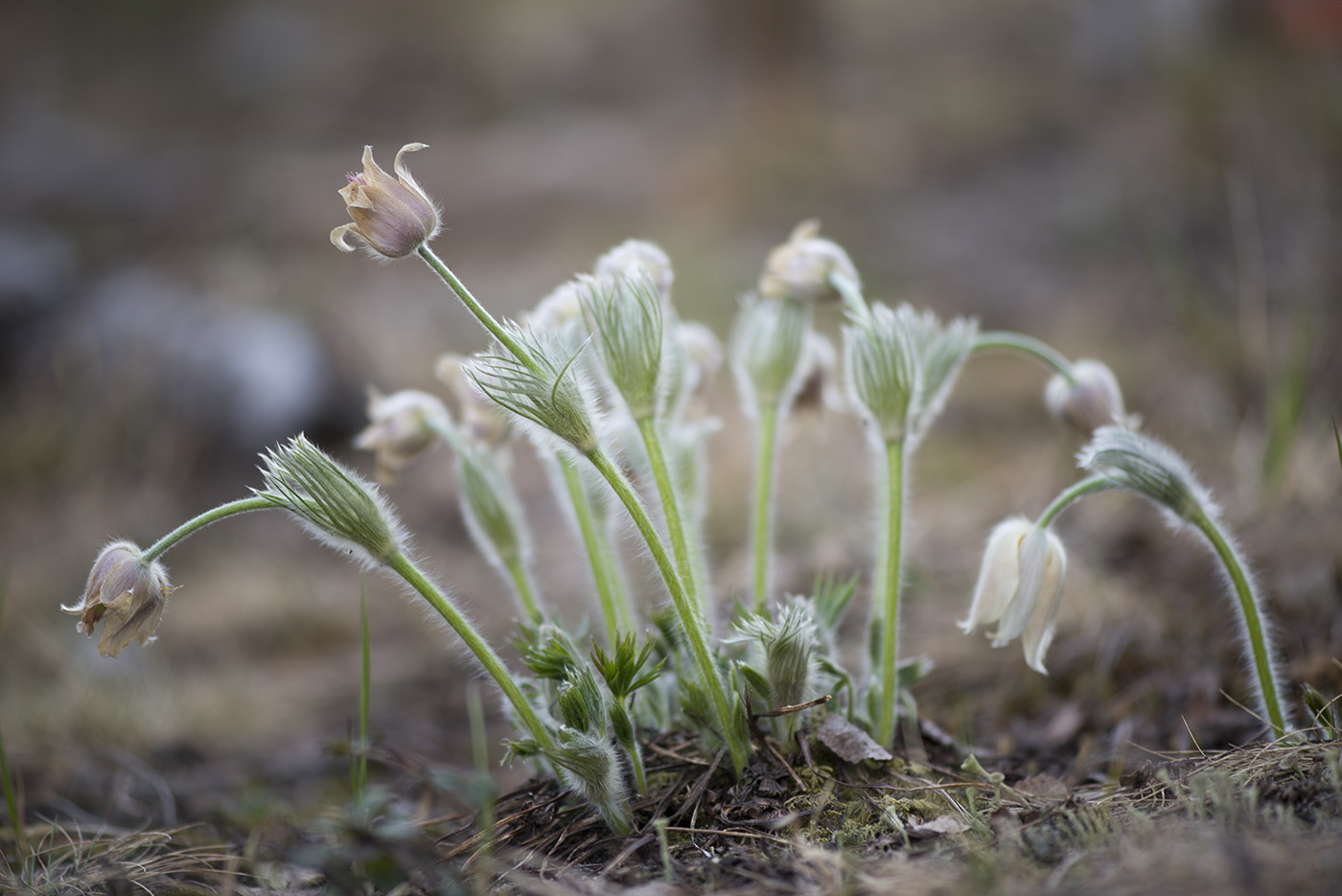 Image of Pulsatilla uralensis specimen.