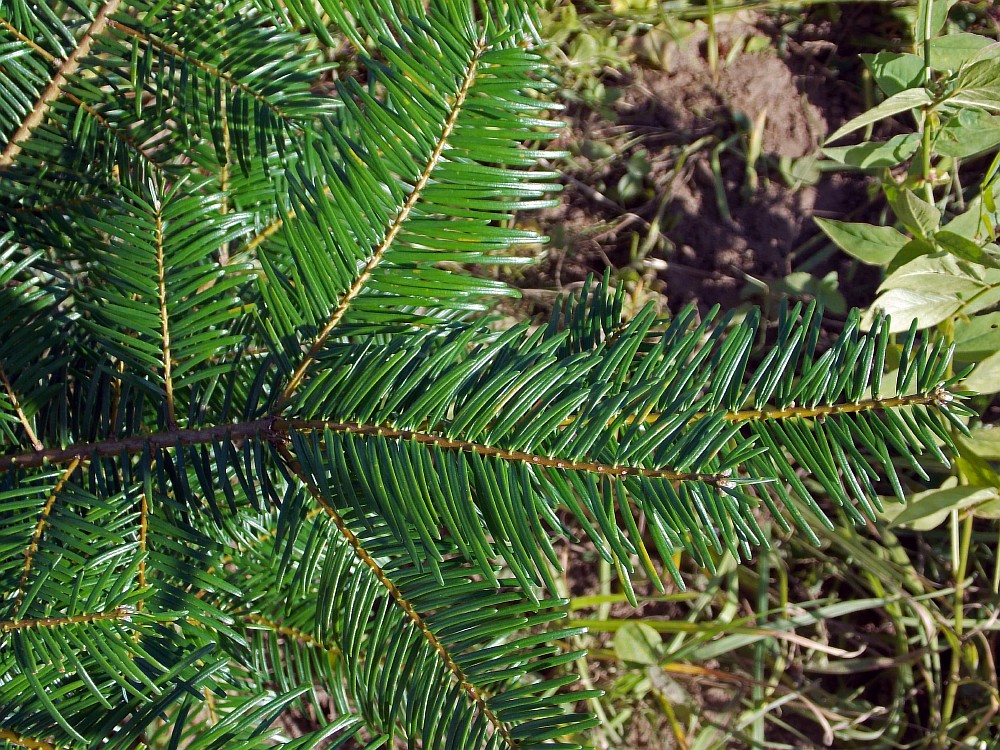 Image of Abies grandis specimen.