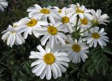 Pyrethrum corymbosum