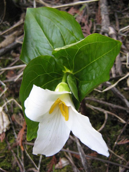 Изображение особи Trillium ovatum.