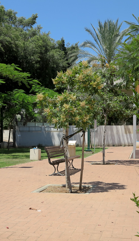 Изображение особи Rhus copallinum.