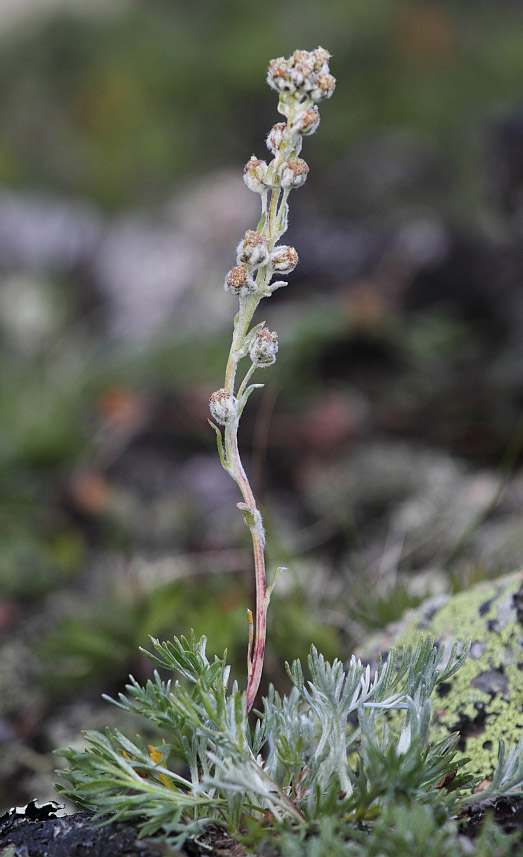 Image of Artemisia furcata specimen.