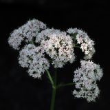 Valeriana officinalis