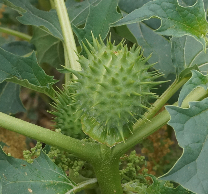 Изображение особи Datura stramonium.