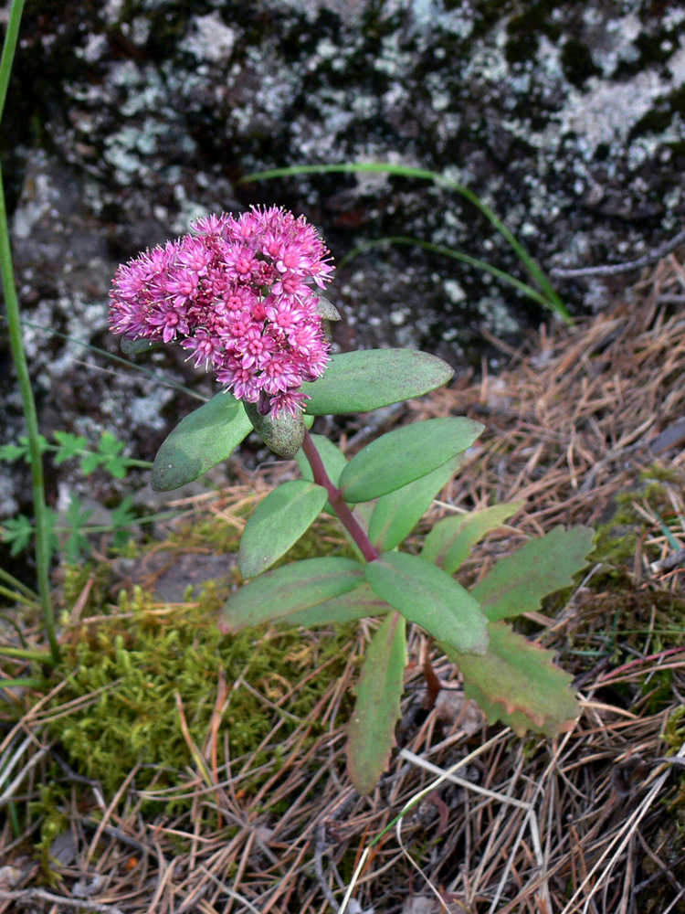 Изображение особи Hylotelephium triphyllum.